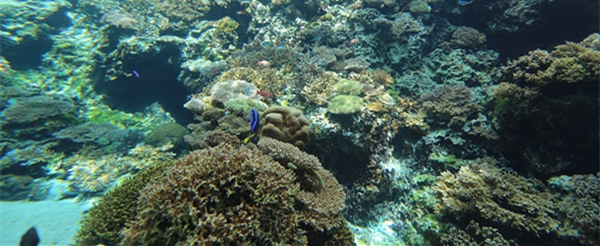 沖繩旅遊推薦-美之海水族館