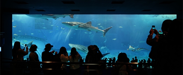沖繩旅遊推薦-美之海水族館