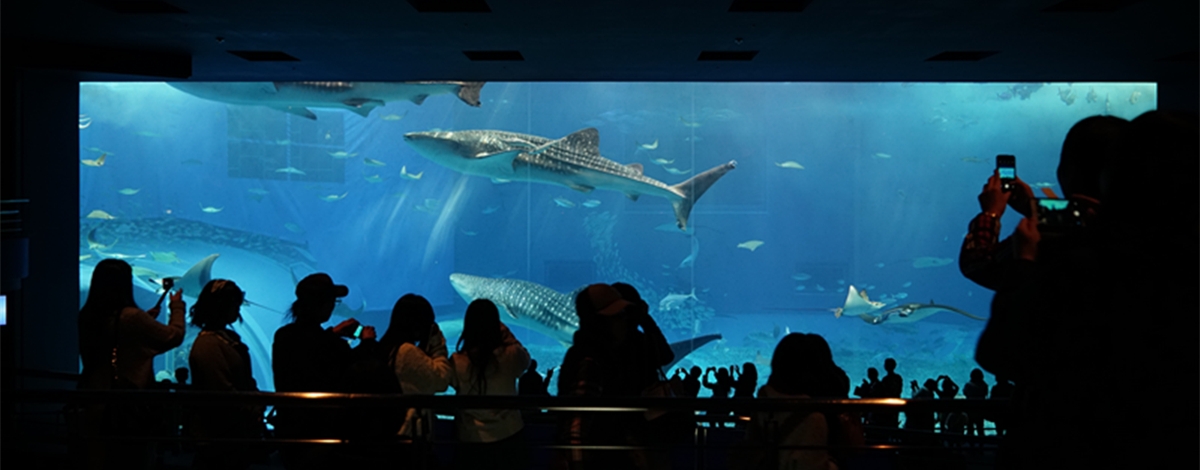 嘉手納空軍基地展望台 → 『東亞第一』美海水族館~黑潮探險~深層海~珊瑚礁黑潮海之旅~鯨鯊水中表演~海豚表演秀~珊瑚七色海 → OKINAWA水果樂園~鳥園~蝴蝶園(每人贈送精美小禮物乙個)