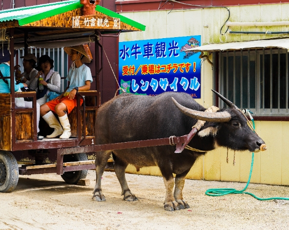 石垣島旅遊推薦-竹富島水牛車