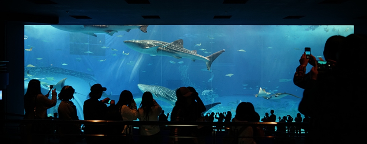 沖繩旅遊推薦-美之海水族館