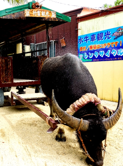 石垣島(今日觀光行程敬請自費自理)〈郵輪11:00抵達，20:00起航〉